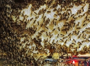 面对日益减少的蜂群，科学家们正在用机器人和智能蜂巢武装蜂王